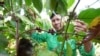 Vietnam Coffee Deforestation