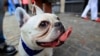 Este es el perro más popular en Estados Unidos