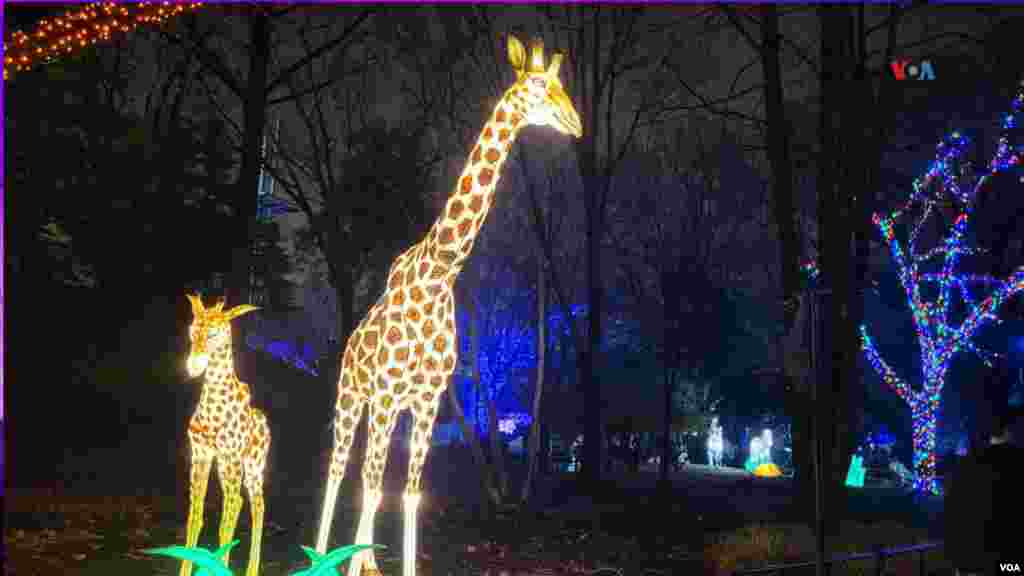 Las figuras de jirafas iluminadas son parte de las atracciones del Zoolights 2023.&nbsp;