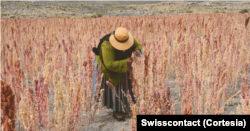 El proyecto con drones ha dado dividendos en la producción agrícola en las comunidades indígenas y mejorado las expectativas de esta joven profesional que no ve su vida fuera del campo. [Foto cortesía Swisscontact]