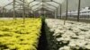 Flores colombianas alegran a los enamorados en Estados Unidos