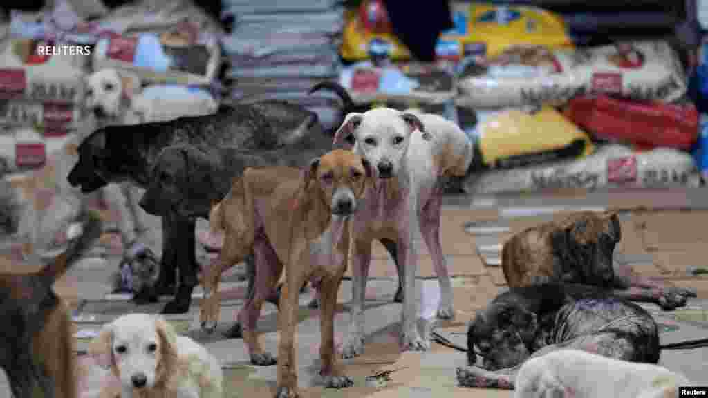 Cachorrolandia sigue abierta y a través de redes sociales recaudará ayuda para las mascotas. 