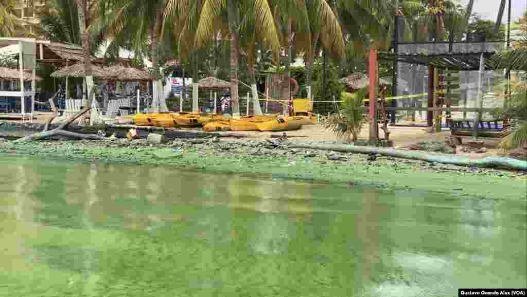 La presencia del &quot;verdín&quot; se deja ver como si se tratara de una mancha aceitosa sobre la superficie de las aguas del Lago de Maracaibo, en sus costas del norte.