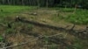La histórica reducción de la deforestación en Colombia 