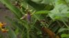 Centro de reproducción de especies silvestres en Amazonía ecuatoriana busca fortalecer la conservación