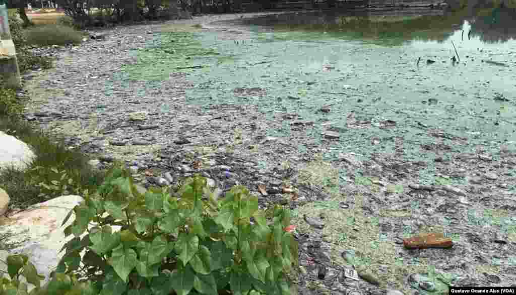 La descomposición del &quot;verdín&quot; y desechos de todo tipo en las costas del Lago de Maracaibo en el Parque La Marina genera un olor pestilente, exacerbado por la humedad y las altas temperaturas.