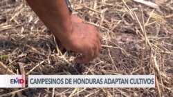 Apuesta de los campesinos de Honduras para enfrentar el cambio climático