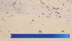 Hispano crea técnica y logra ‘sembrar’ bosques en el desierto 