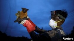 Một nhân viên phòng thí nghiệm bắt dơi để nghiên cứu về virus Nipah tại khu vực Shuvarampur ở Faridpur, Bangladesh, ngày 14/9/2021.