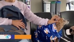 Un innovador dispositivo ayuda a mejorar la atención médica de los perros