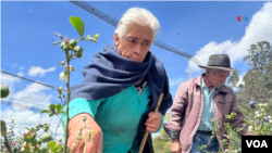 Gabrielina Parra, tiene 72 años, y junto a su esposo continúa laborando en el campo colombiano.