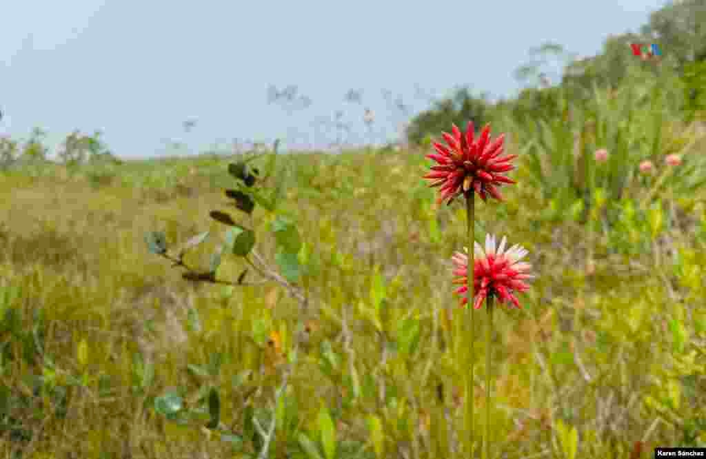 La Flor de Inírida crece en un terreno muy particular, en sabanas de arenas blancas que permanecen inundadas durante la mitad del año, y en sequía la otra mitad.&nbsp;