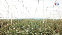 Plantación de flores en Funza, próximo a Bogotá. Según datos de Asocolflores, el 15% de las ventas del año se realizan en San Valentín.