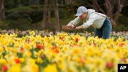 Dori Wright photographs flowers blooming during warm water at the Dallas Arboretum and Botanical Garden in Dallas, Feb. 27, 2024.
