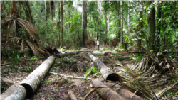 La Amazonía, que abarca la cuenca del río Amazonas y una extensa selva tropical, la más grande del mundo, es famosa por su inigualable biodiversidad y numerosas especies aún no descritas. [Fotografía: Cortesía Iván Brehaut] 