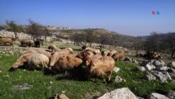 Ovejas, pastando en los alrededores de la aldea de Marajem, en la Cisjordania ocupada, el 12 de diciembre de 2023.