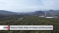 Continúa suspendida la exportación de aguacate y mango desde Michoacán a EEUU