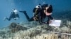 FILE - Guru konservasi Penyelaman Penyu Hitam Sandra Rubio (kanan) dan muridnya Nannalin "Fleur" Pornprasertsom (Kiri) sedang mengamati karang yang memutih di sekitar pulau Koh Tao di provinsi Surat Thani, Thailand selatan, 14 Juni 2024.