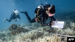 FILE - Guru konservasi Penyelaman Penyu Hitam Sandra Rubio (kanan) dan muridnya Nannalin "Fleur" Pornprasertsom (Kiri) sedang mengamati karang yang memutih di sekitar pulau Koh Tao di provinsi Surat Thani, Thailand selatan, 14 Juni 2024.