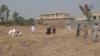  د موسمي بدلون د مخنیوي لپاره په پېښور زرعي پوهنتون کې د جامن سل بوټي کرل شوي
