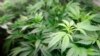 EEUU: Partidarios de la marihuana creen que reclasificación federal ayudará a legalización estatal