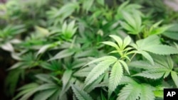 ARCHIVO - En imagen de archivo del 1 de enero de 2018, plantas de marihuana están a la venta en el dispensario de marihuana Harborside en Oakland, California. 