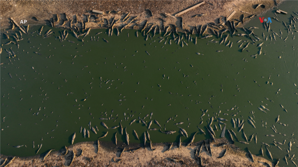  Un grupo de caimanes en el río casi seco de Bento Gomes en la zona húmeda del Pantanal cerca de Poconé, en el estado de Mato Grosso, Brasil, el 15 de noviembre de 2023. &nbsp; &nbsp; 