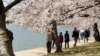 Los cerezos o “cherry blossoms”, las flores que unen a Japón y EEUU