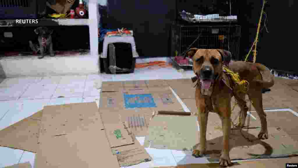 Los perros fueron trasladados a una sede del gobierno local que aportó con comida y transporte. 