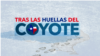 Thumbnail del audio Tras las huellas del coyote