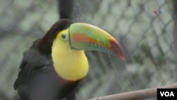 Un Tucán pico iris o tucán piquiverde. Foto: Johan Reyes, VOA.