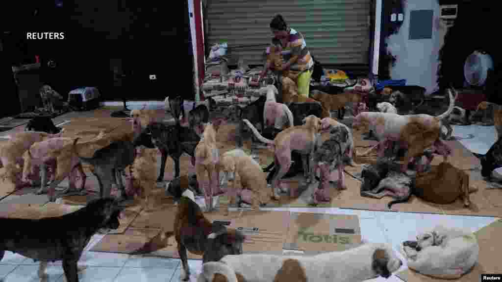 Los rescatistas instaron a la población a adoptar animales y así evitar que estén solos en las calles. 