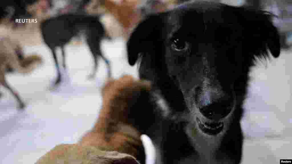 Casi 100 perros fueron puestos a salvo previo a la llegada de la tormenta que dejó cuantiosos daños en la zona. 