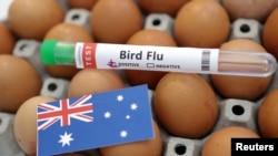 Un tubo de ensayo etiquetado como "Gripe aviar", huevos y un trozo de papel con los colores de la bandera nacional australiana se ven en esta ilustración de la imagen, el 14 de enero de 2023.