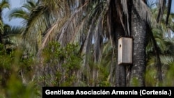 Una caja nido instalada en El Palmar.
