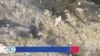 Esfuerzo binacional para proteger a un raro pez que habita la frontera entre México y EEUU