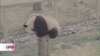 Pandas gigantes vuelven a China ¿por tensiones con EEUU?
