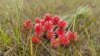La Flor de Inírida nace únicamente en el departamento de Guiainía, al oriente de Colombia, en territorio amazónico indígena