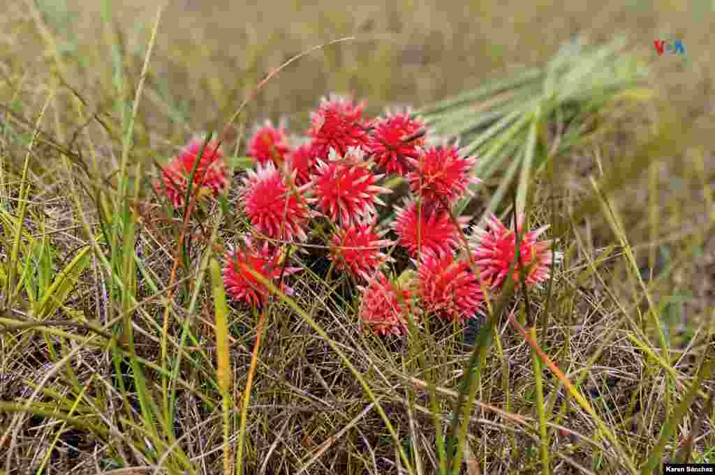 Gracias al proyecto de Liwi, la Flor de Inírida ya llega a Europa, Asia y Estados Unidos.