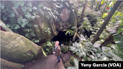 El Jardín Botánico de Nueva York tiene el mayor herbario del hemisferio occidental y gran parte de sus especímenes provienen de Latinoamérica, explica el colombiano Mauricio Diazgranados, el primer director científico hispano en los más de cien años de la institución.