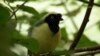 Santuario en Colombia da una segunda oportunidad a animales víctimas del tráfico de especies