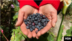 Mujeres campesinas de Colombia trabajan para que las jóvenes rurales no abandonen el campo.