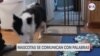 Tecnología da voz a las mascotas