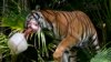 Zoológico de la Florida protege a sus animales del calor