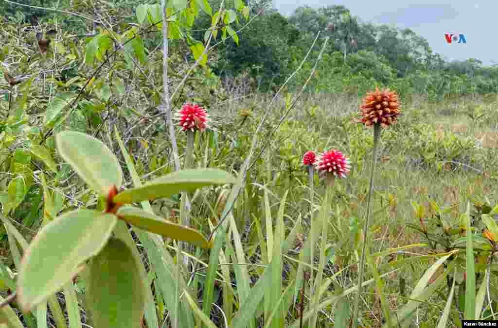 Es una de las especies más vistosas de la sabana y la visitan muchas aves e insectos.
