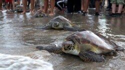 Cambio climático acelera disminución de plantas y animales en la Tierra