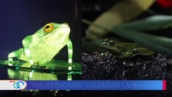 Biodiversidad colombiana protagoniza la Navidad en Bogotá