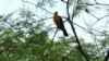 El turpial montañero o toche (Icterus chrysater) se distribuye a lo largo de Centroamérica y norte de Sudamérica. Foto: Johan Reyes, VOA. 