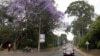 Kenya Declares Surprise Public Holiday for National Campaign to Plant 15 Billion Trees 