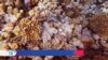 Arrecifes de coral y las millones de razones para preservarlos